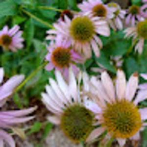 Meet your Posher, Christianna